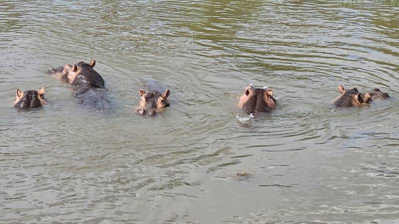 uganda-murchisson-falls-national-park-hippo-pool